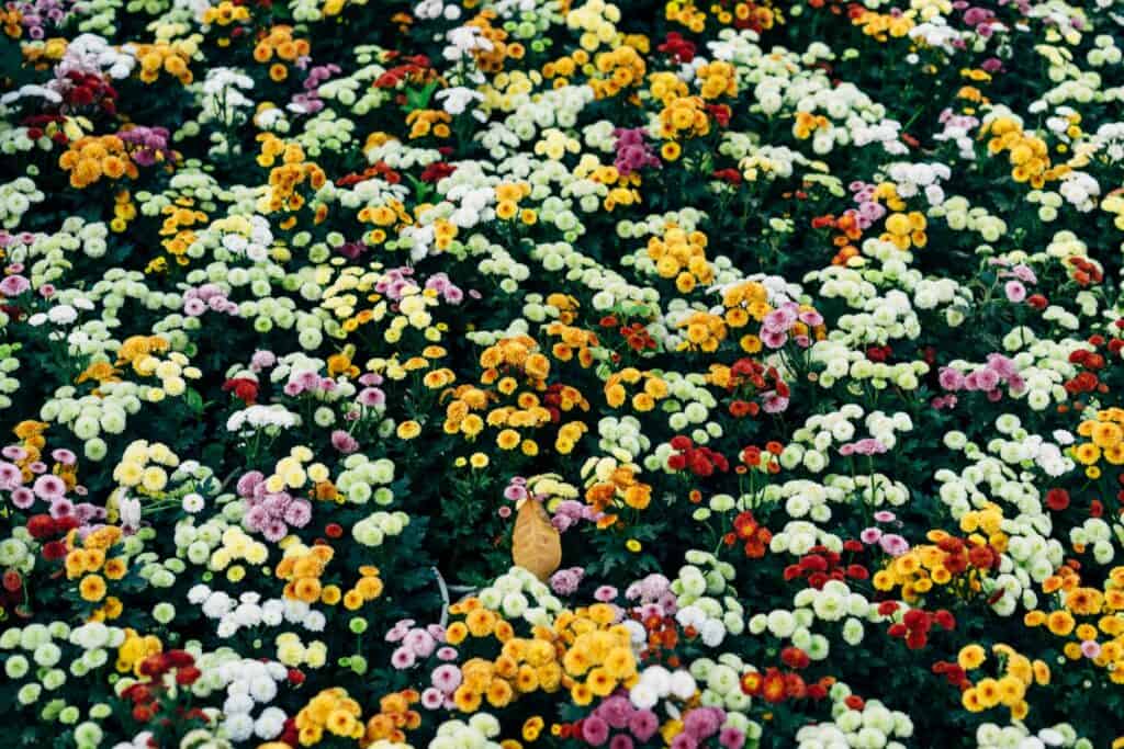 A flower in bloom in the garden