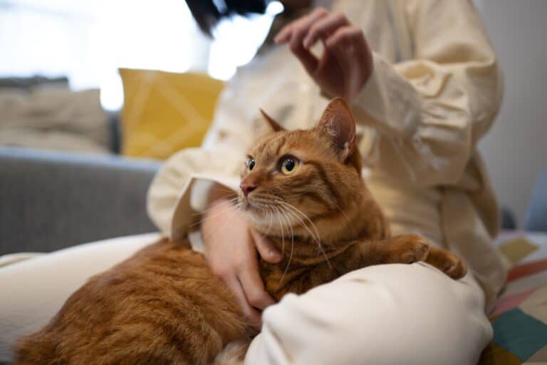 A pet cat on a woman's lap in the concept of 'Managing Pet Transportation When Moving House to Wandsworth'.