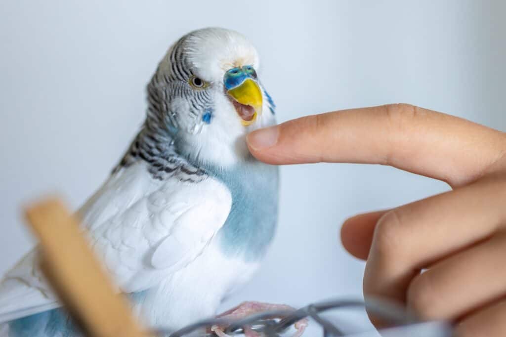 A blue and white budgerigar and cropped image of a child's hand