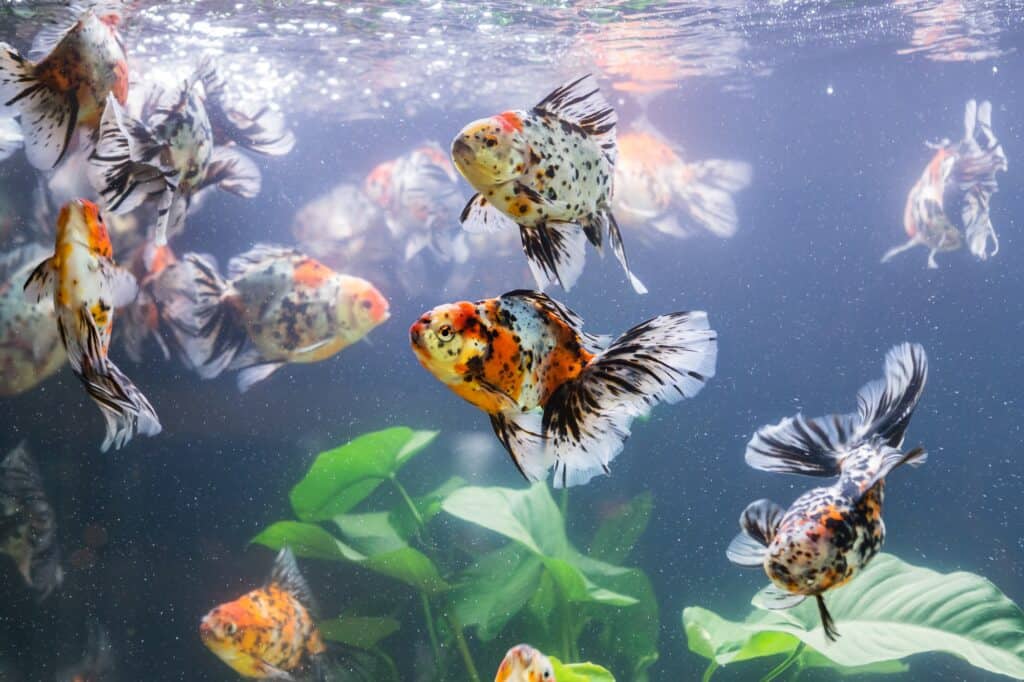 Fish in a home aquarium